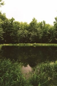 Traitement eaux stagnantes plans d'eau et bassins